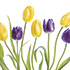Purple and Yellow Tulips